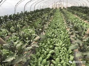 魏魏吃瓜,揭秘娱乐圈幕后故事