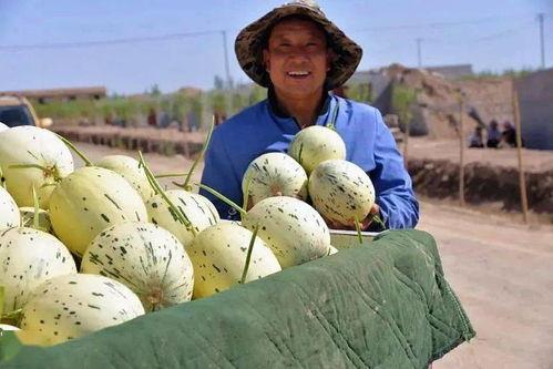 在甘肃吃瓜,探寻丝绸之路上的甜蜜之旅