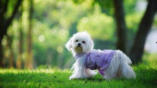 智联宠物吃瓜,吃瓜群众眼中的萌宠生活