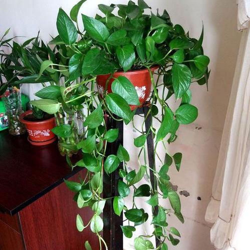 绿萝吃瓜,与瓜果共生的生态奇观